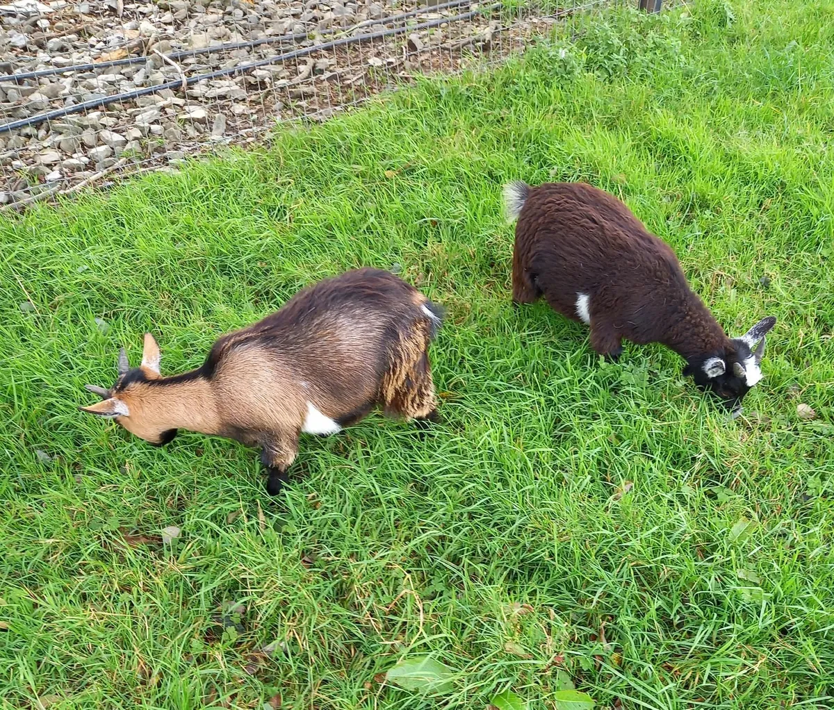 Pygmy Goat Kids - Image 4