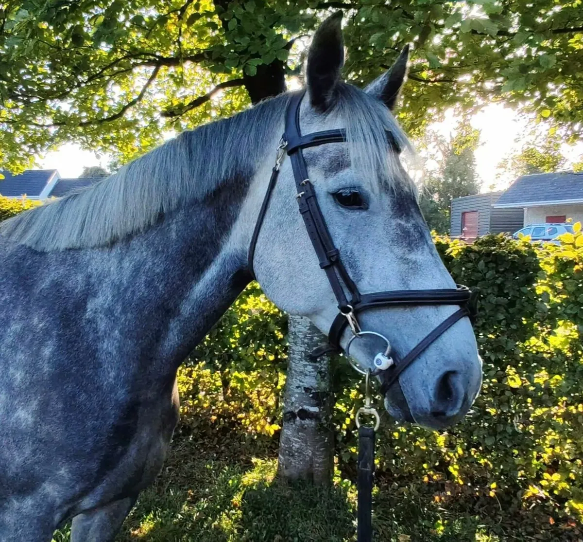 16hh kec maximum joe super easy horse - Image 1