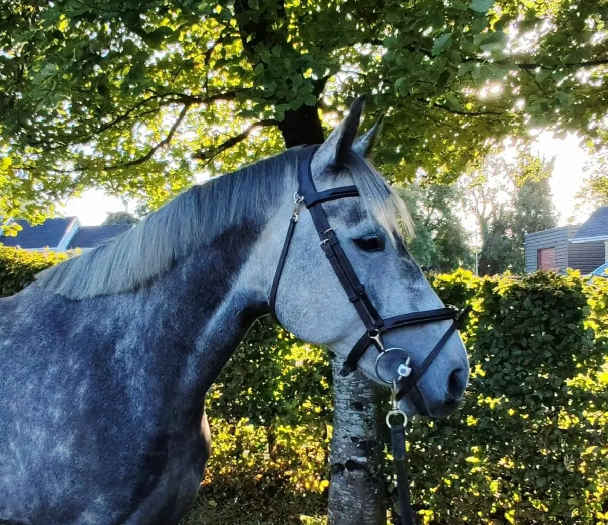 16hh kec maximum joe super easy horse - Image 3