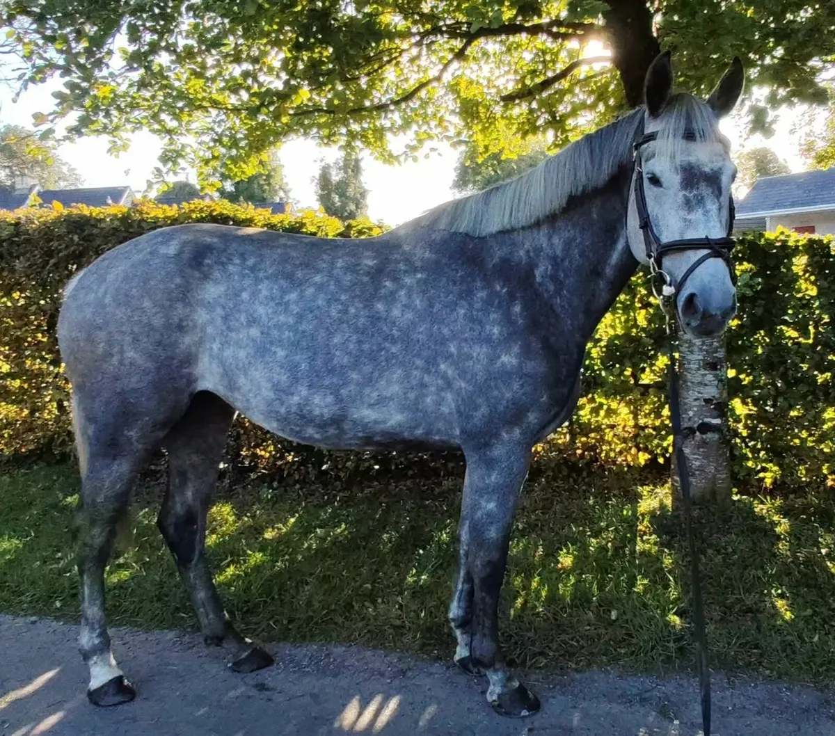16hh kec maximum joe super easy horse - Image 4