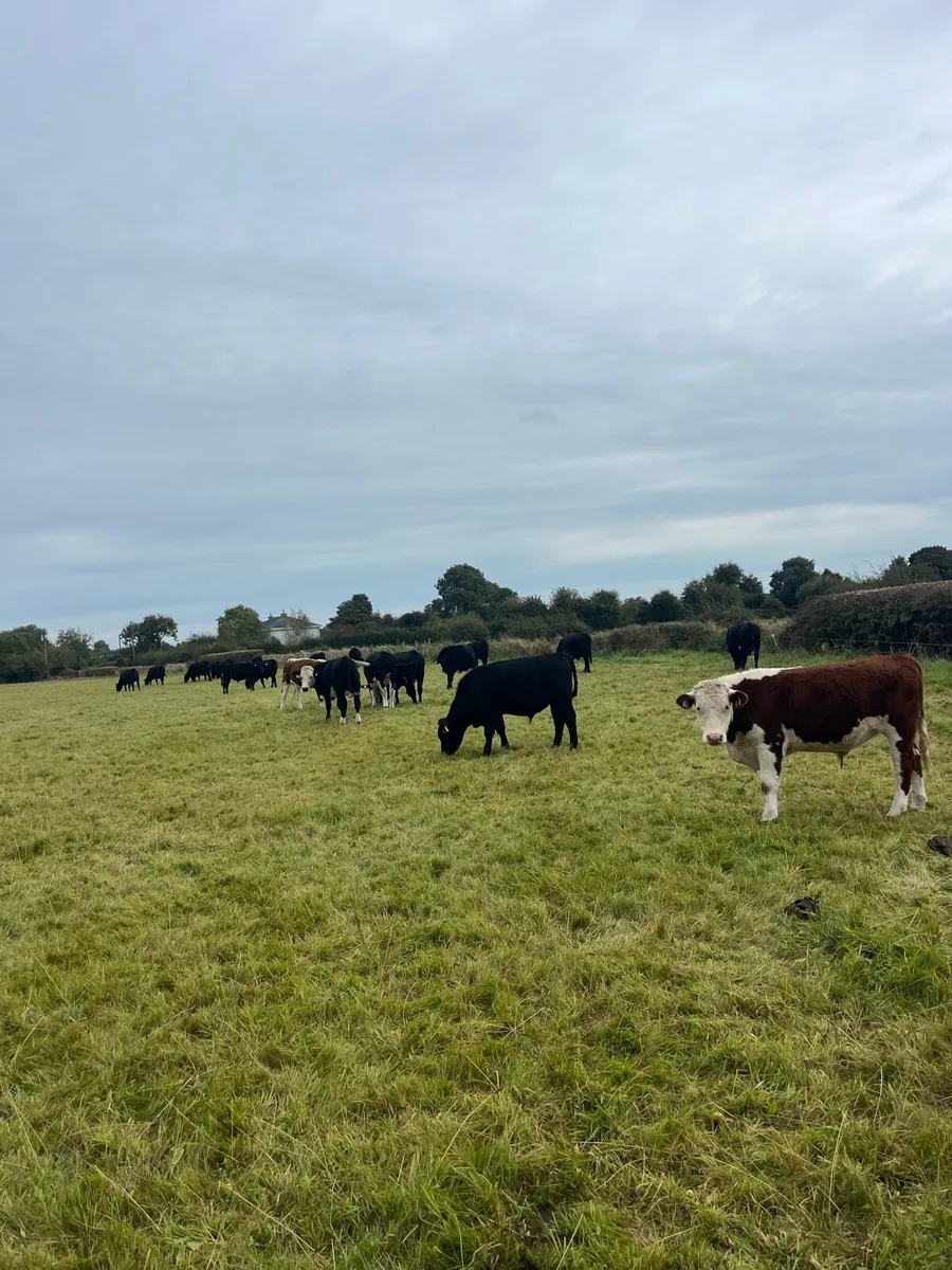 Cattle - Image 1