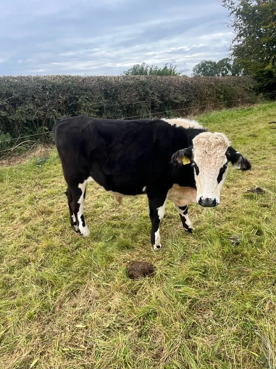 Cattle - Image 2