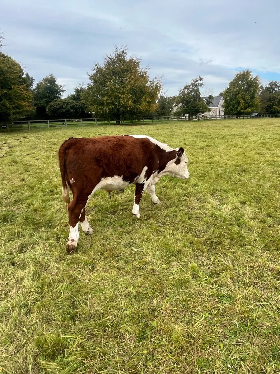 Cattle - Image 3