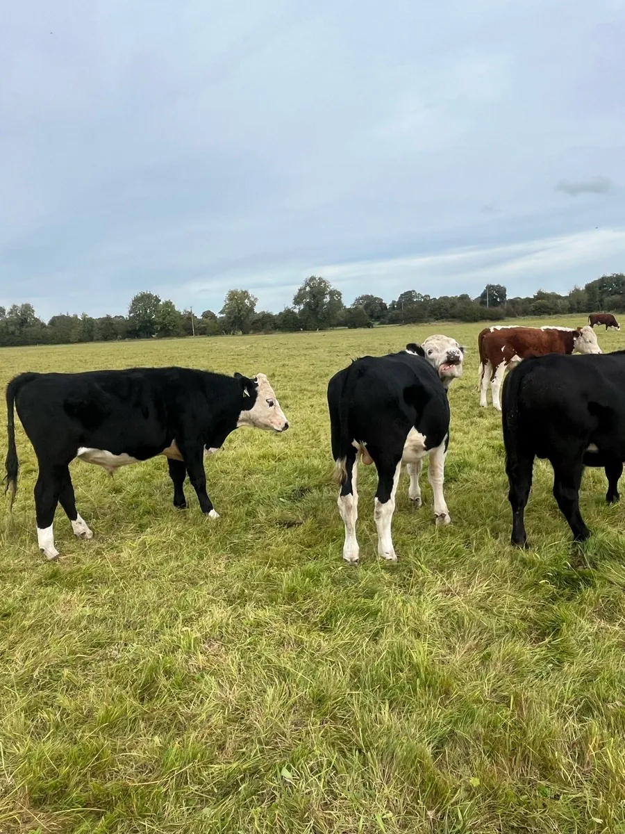 Cattle - Image 4