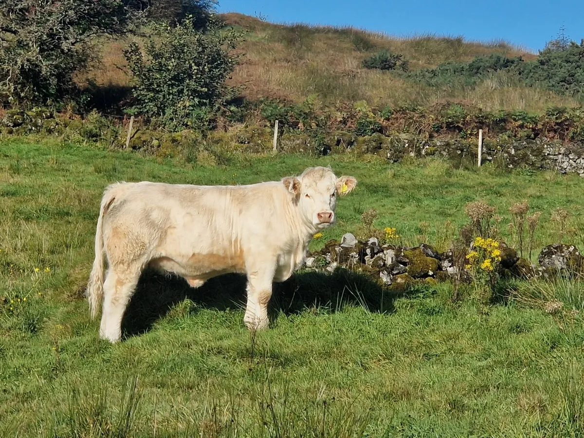 Pedigree Charolais Heifer - Image 3
