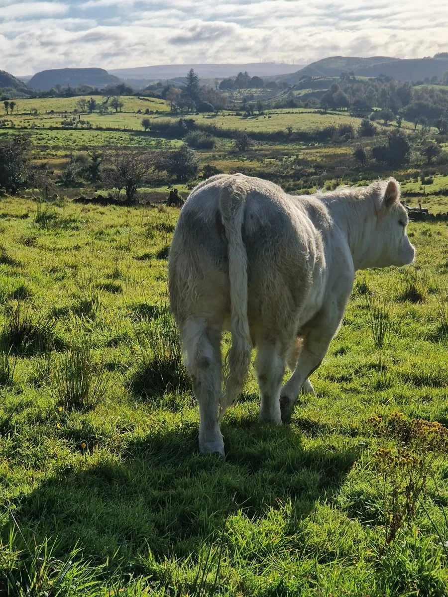 Pedigree Charolais Heifer - Image 4