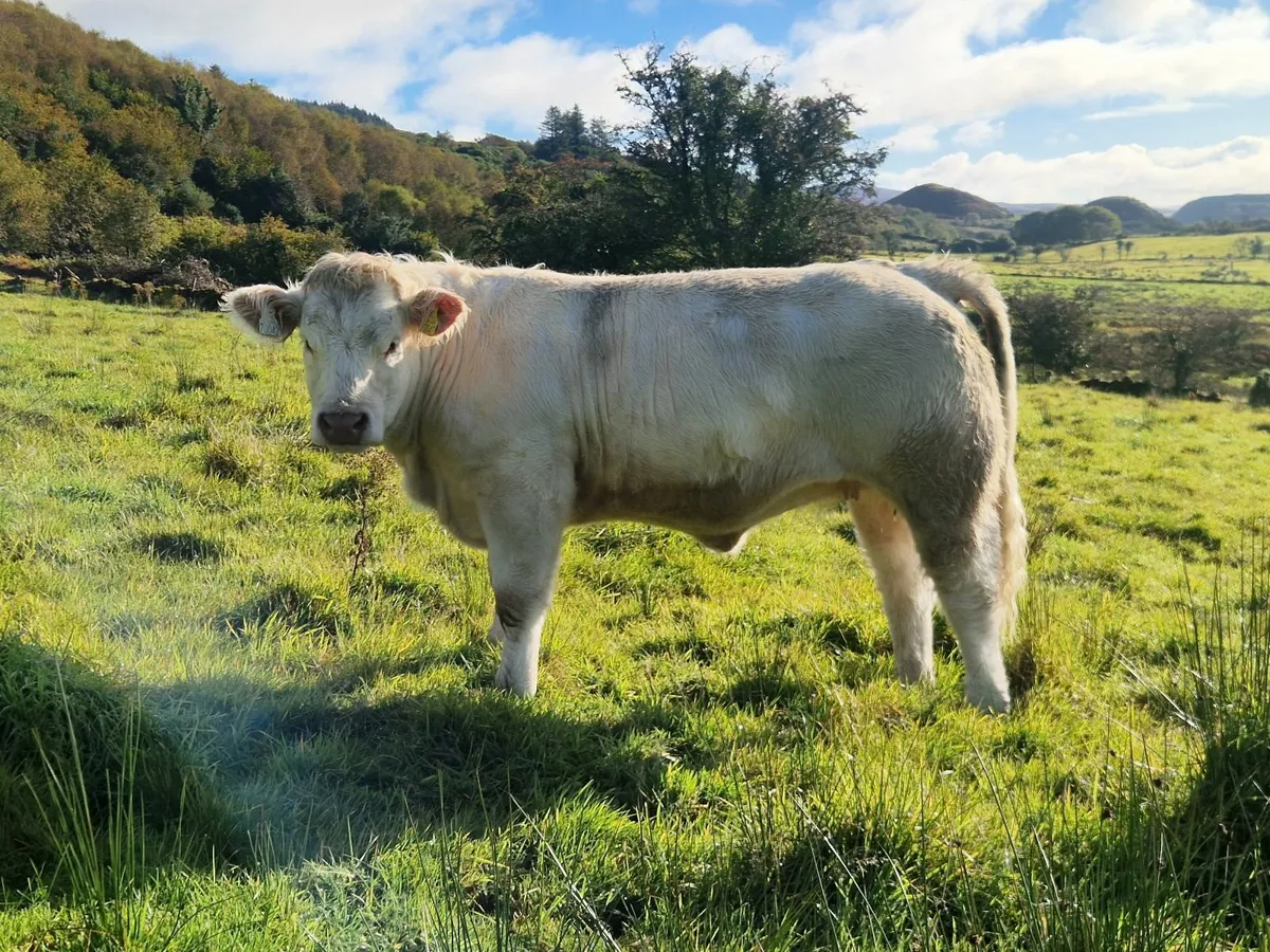 Pedigree Charolais Heifer - Image 1