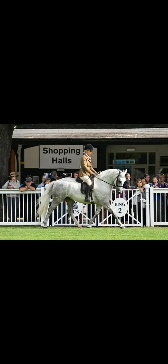 RDS 2025 - Connemara Gelding - 5 Years Old - Image 1