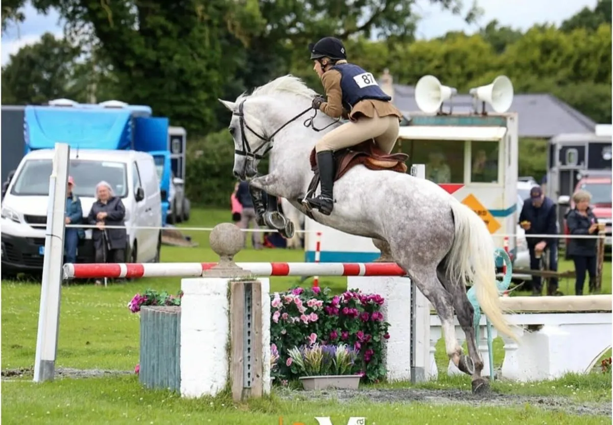 RDS 2025 - Connemara Gelding - 5 Years Old - Image 2