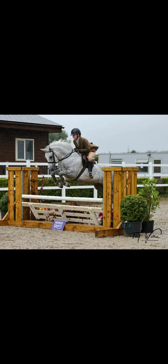 RDS 2025 - Connemara Gelding - 5 Years Old - Image 3