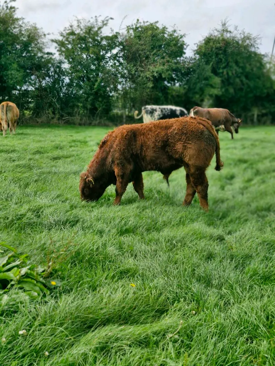 Weanlings - Image 4