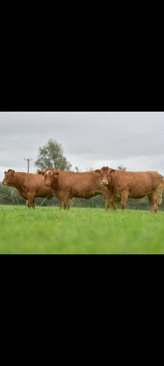 Springers (Roscommon mart) - Image 1