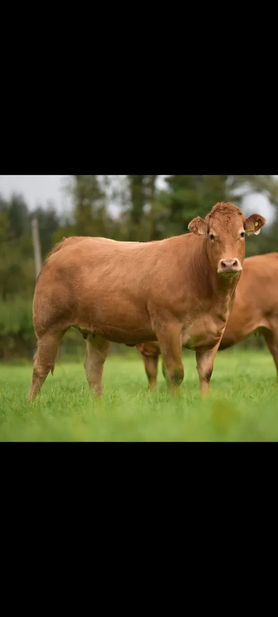 Springers (Roscommon mart) - Image 2
