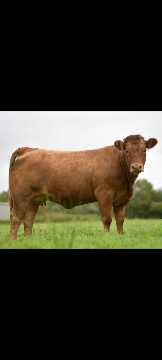Springers (Roscommon mart) - Image 3