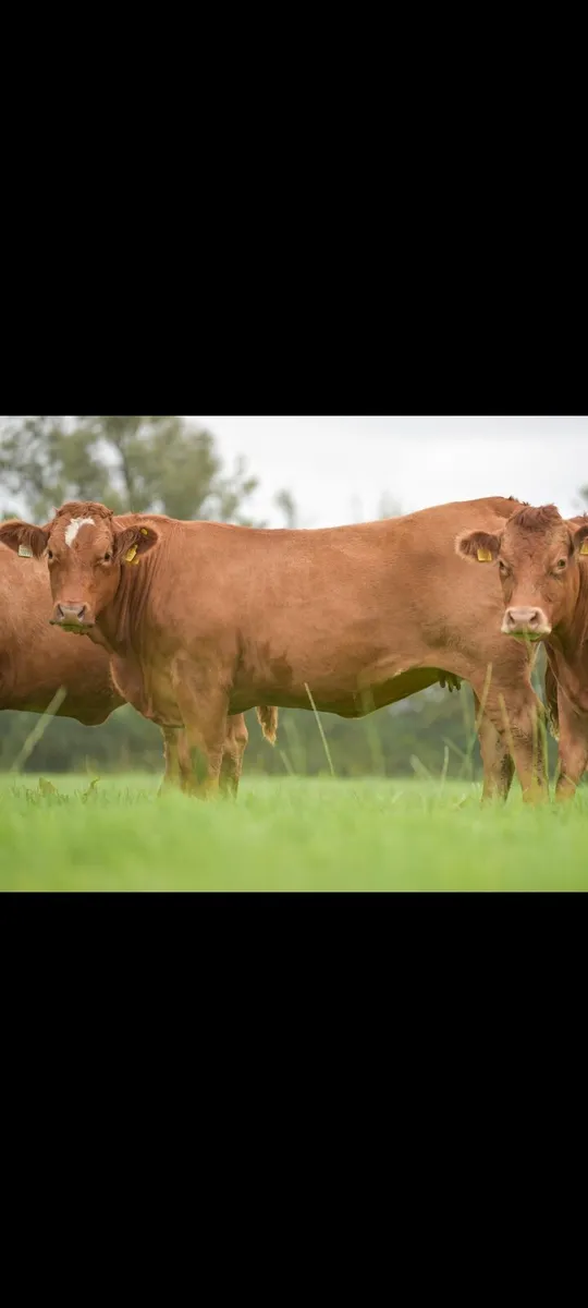 Springers (Roscommon mart) - Image 4