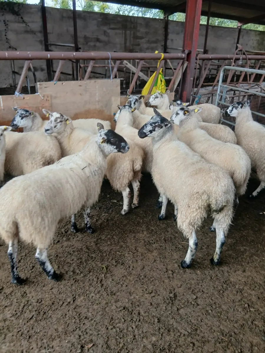 Sheep - Image 1