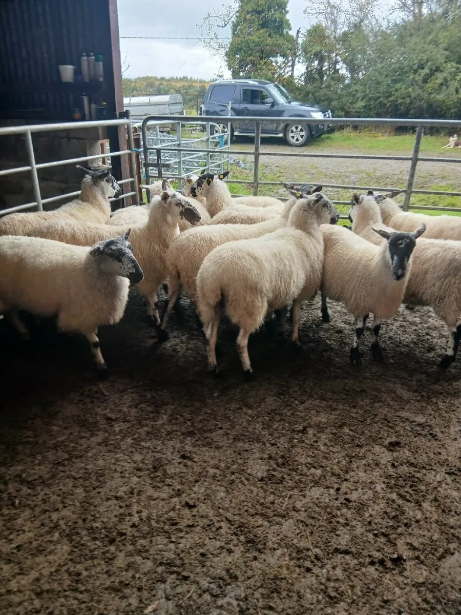 Sheep - Image 2