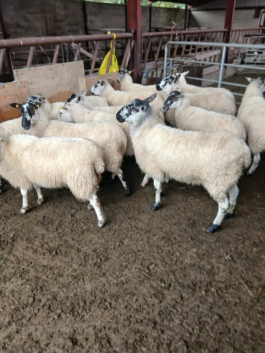 Sheep - Image 3