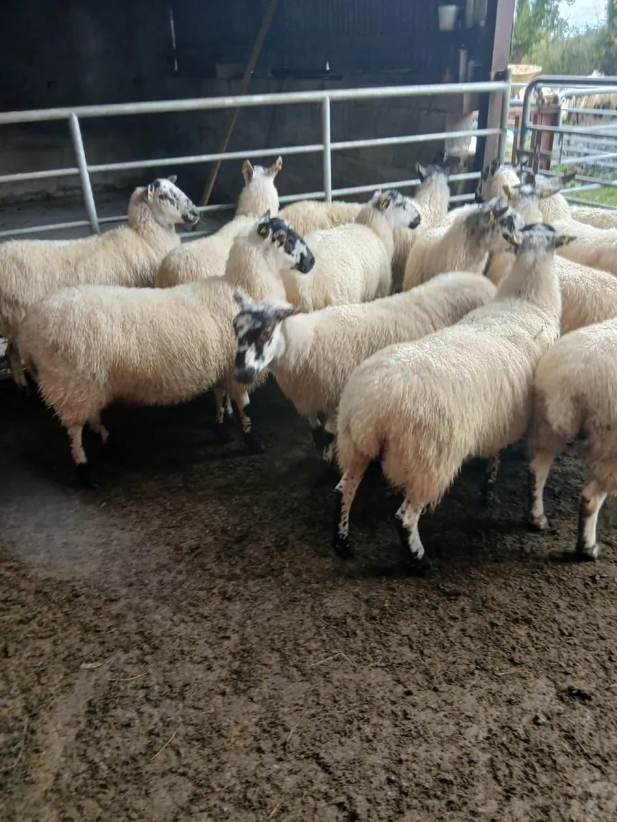 Sheep - Image 4