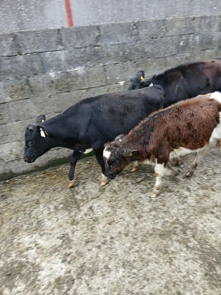 3 heifers - Image 1