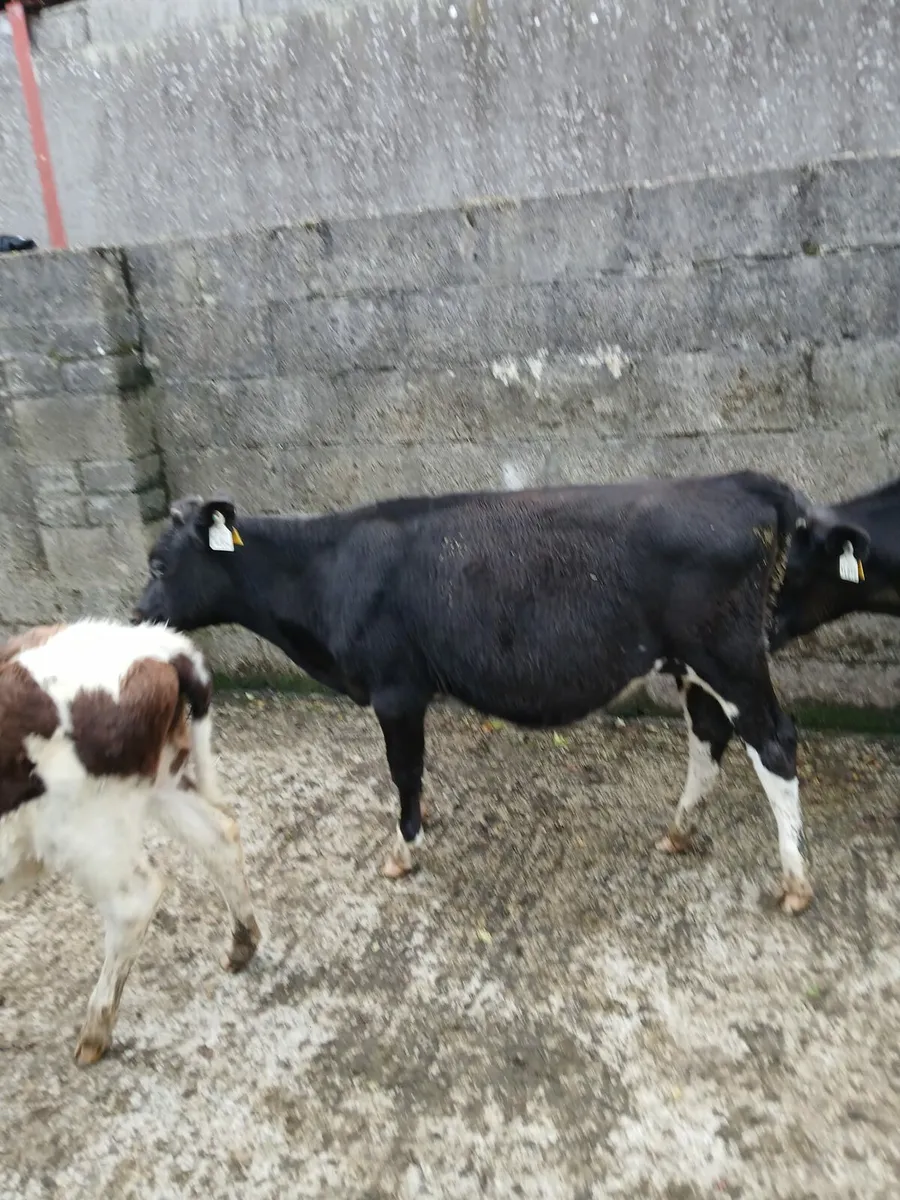 3 heifers - Image 4