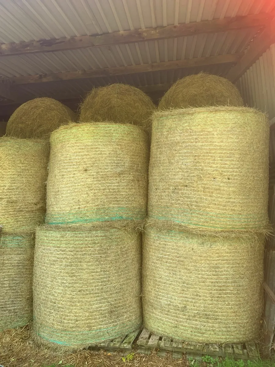 Round hay bales (July 2025) - Image 1