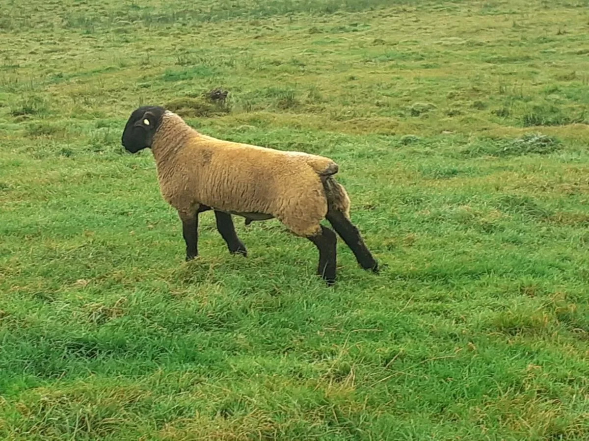 Rams Rams Rams - Image 2