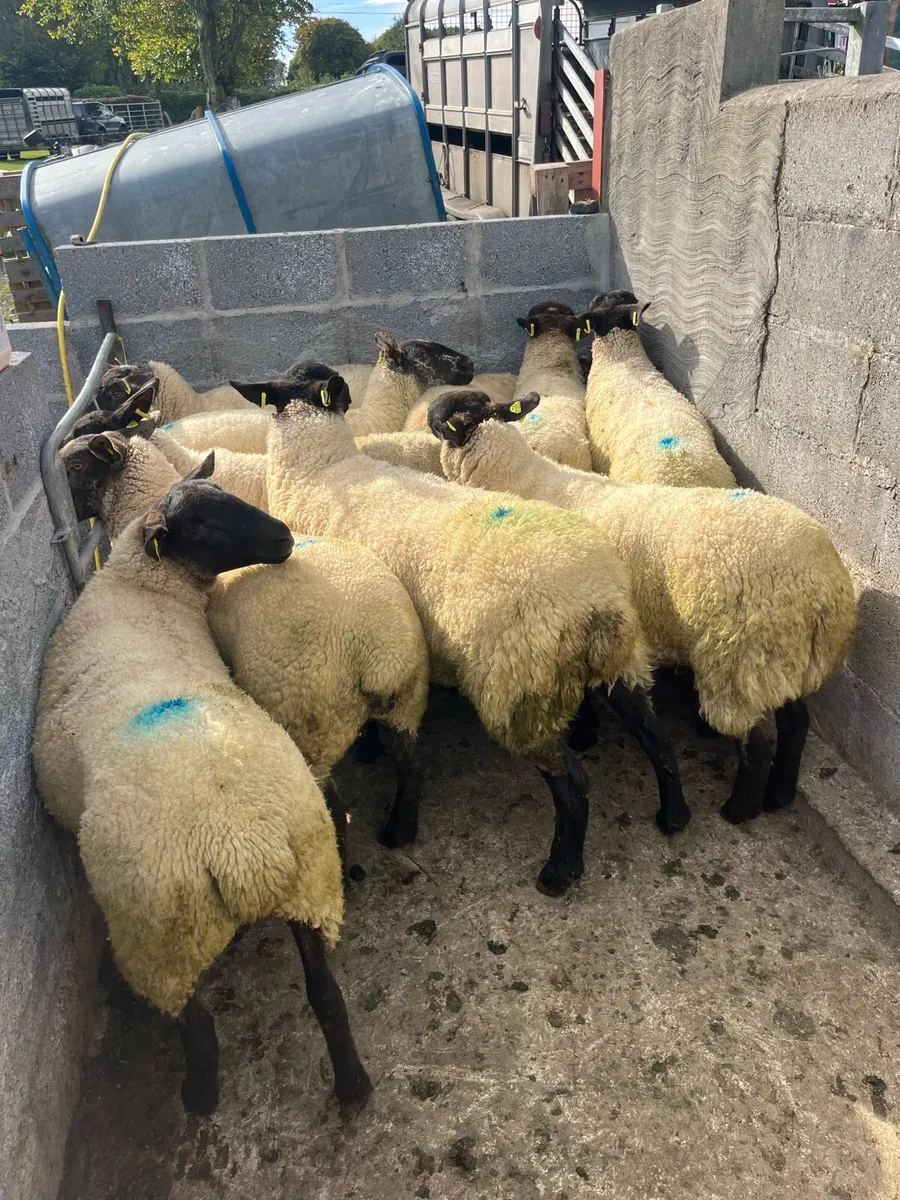 💥10 smashing Suffolk Hoggets 💥 - Image 1