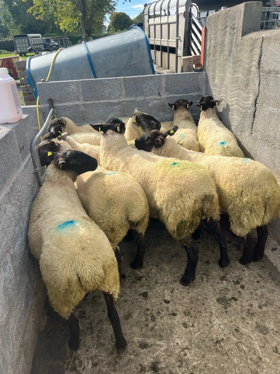 💥10 smashing Suffolk Hoggets 💥 - Image 2