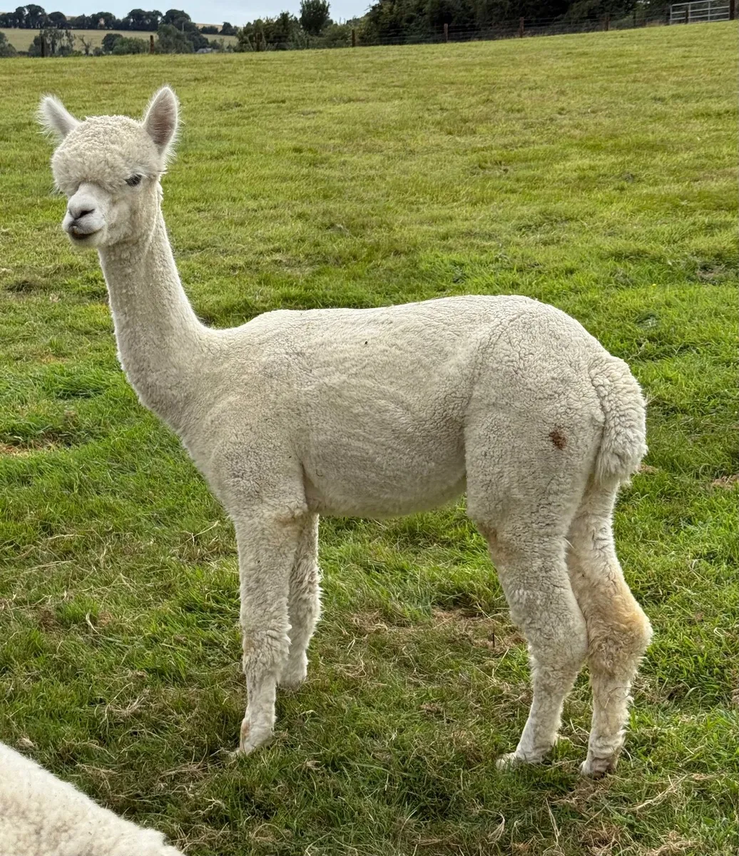 Quality Alpacas For Sale - Image 3