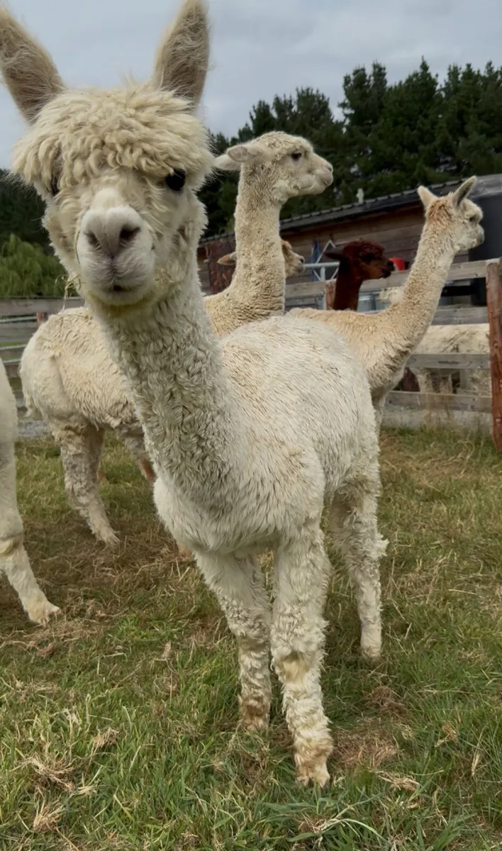 Quality Alpacas For Sale - Image 4