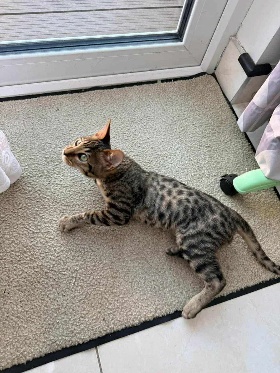 Savannah kitten Samira for sale - Image 1