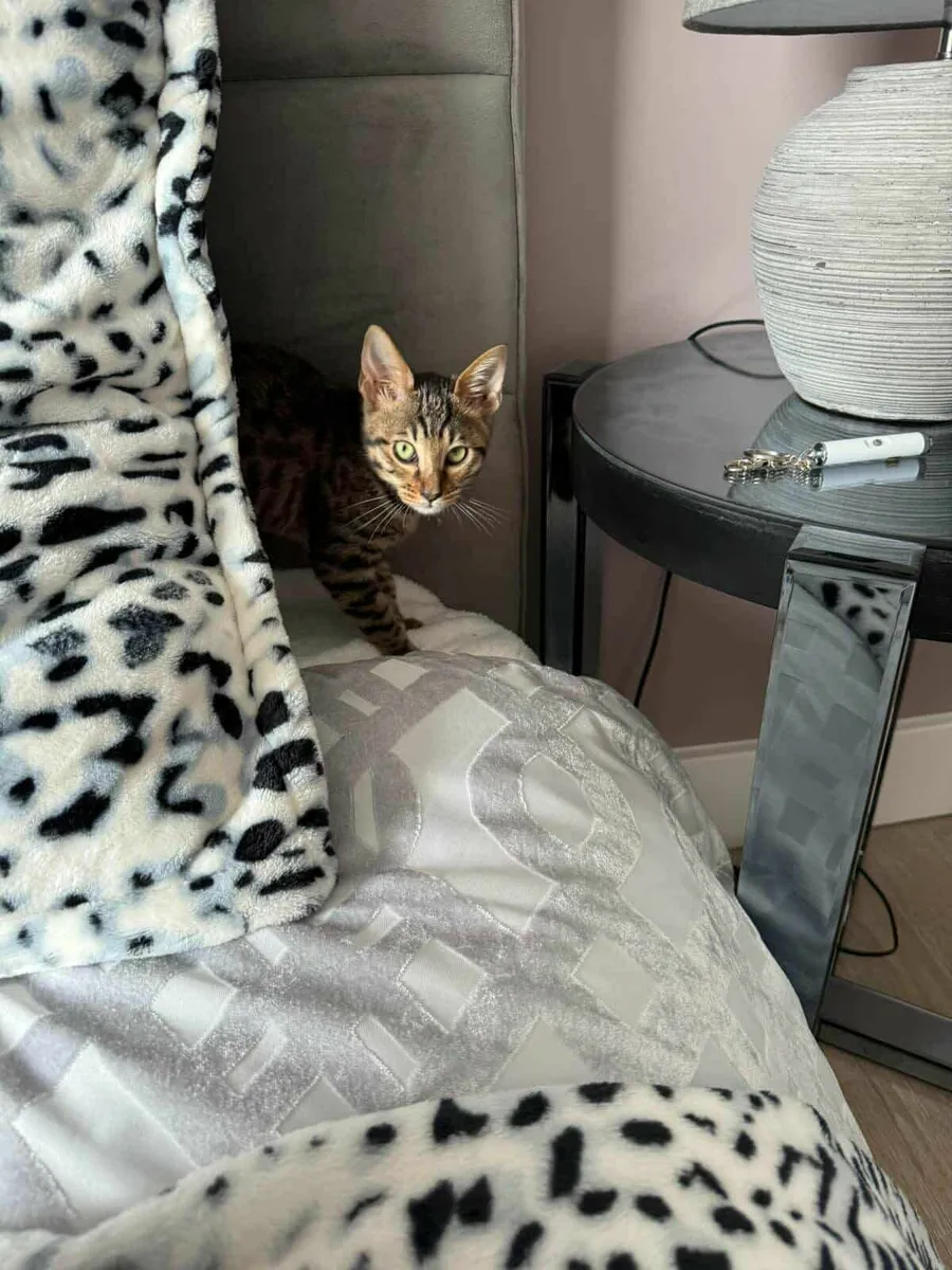 Savannah kitten Samira for sale - Image 4