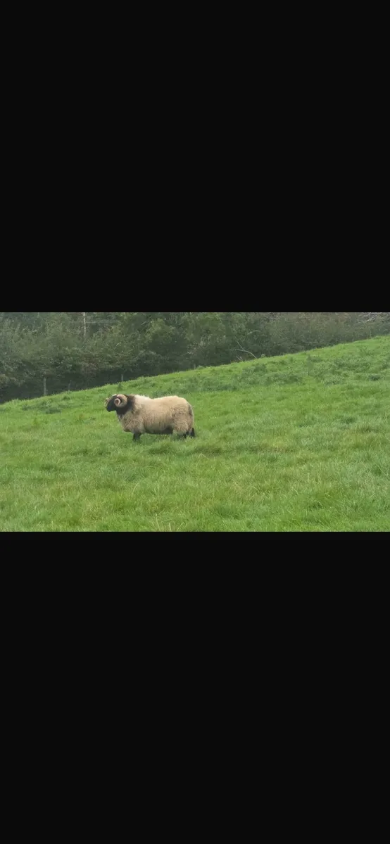 Blackface mountain rams - Image 1