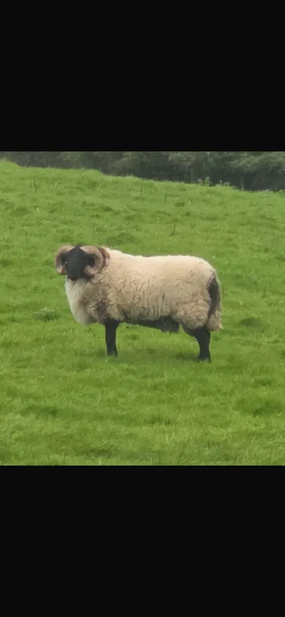 Blackface mountain rams - Image 2