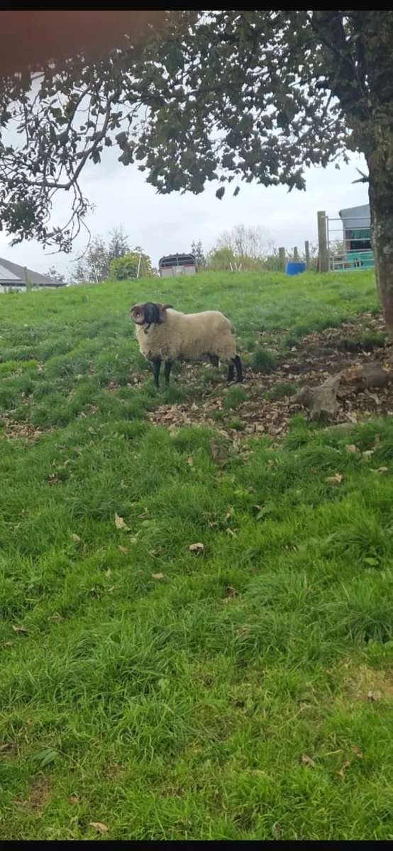 Blackface mountain rams - Image 3