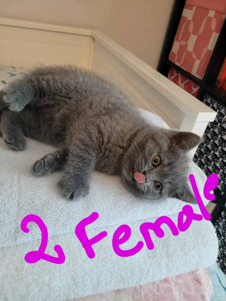 Scottish fold/ british-shorthair kittens - Image 2