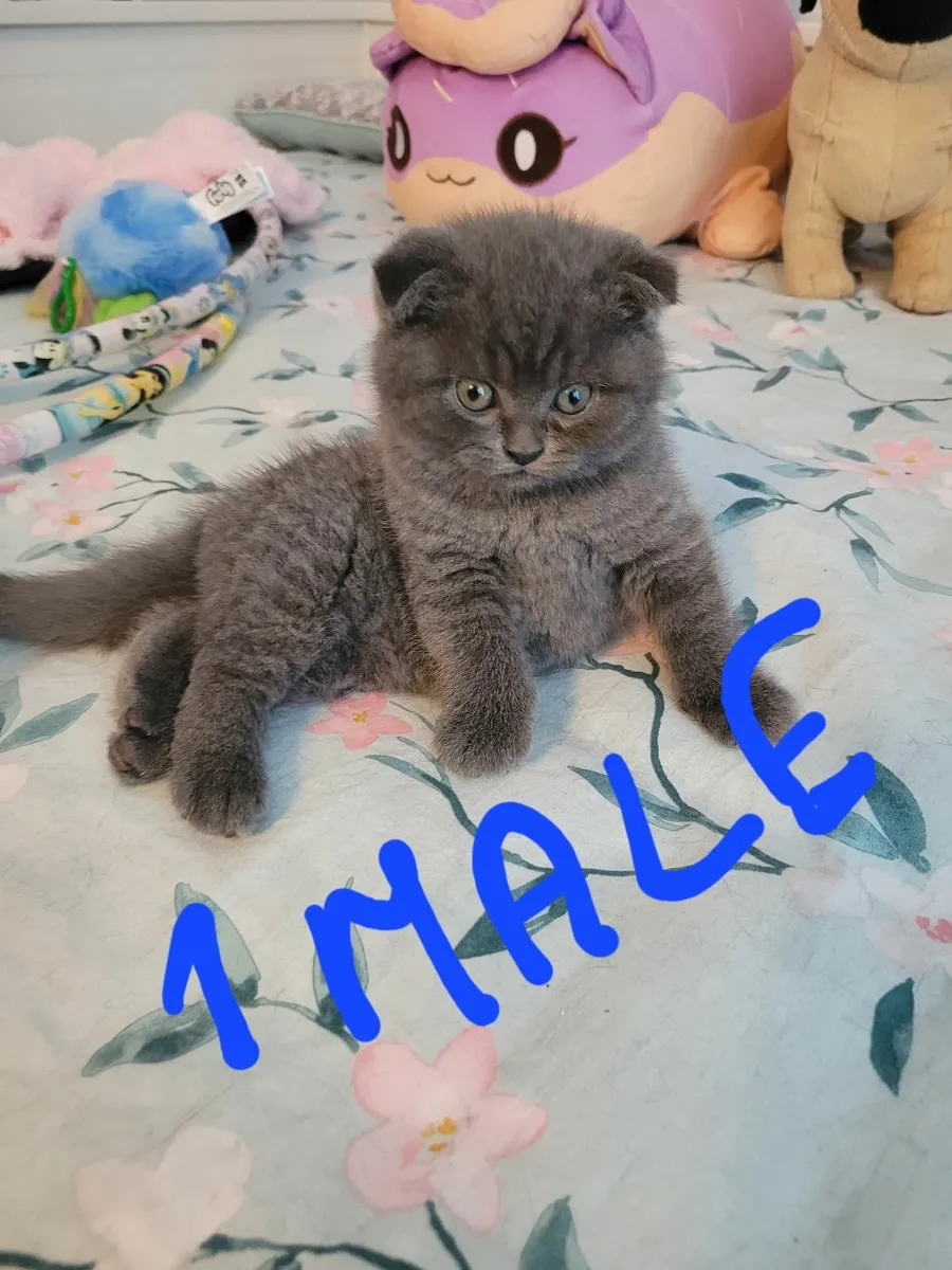 Scottish fold/ british-shorthair kittens - Image 1