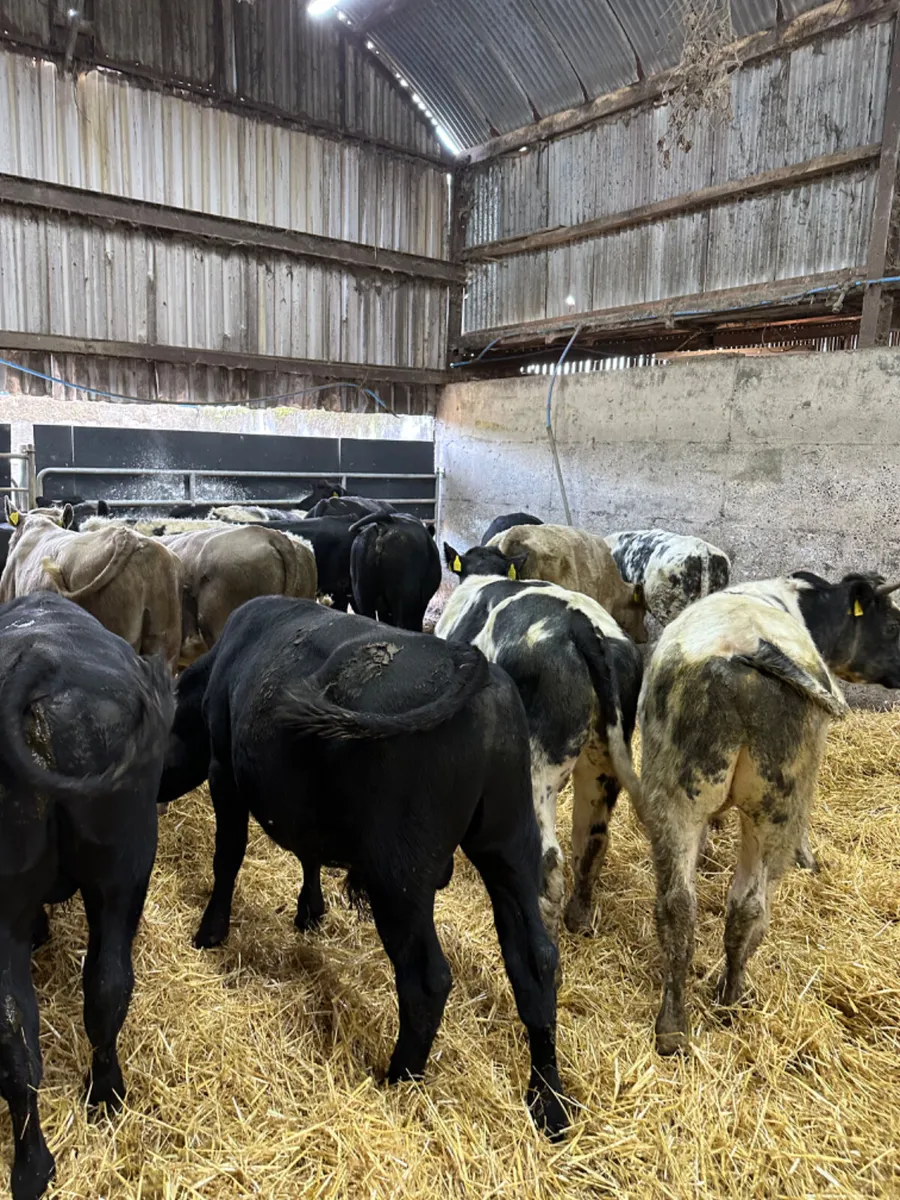 Angus blue and Charolais bulls - Image 1