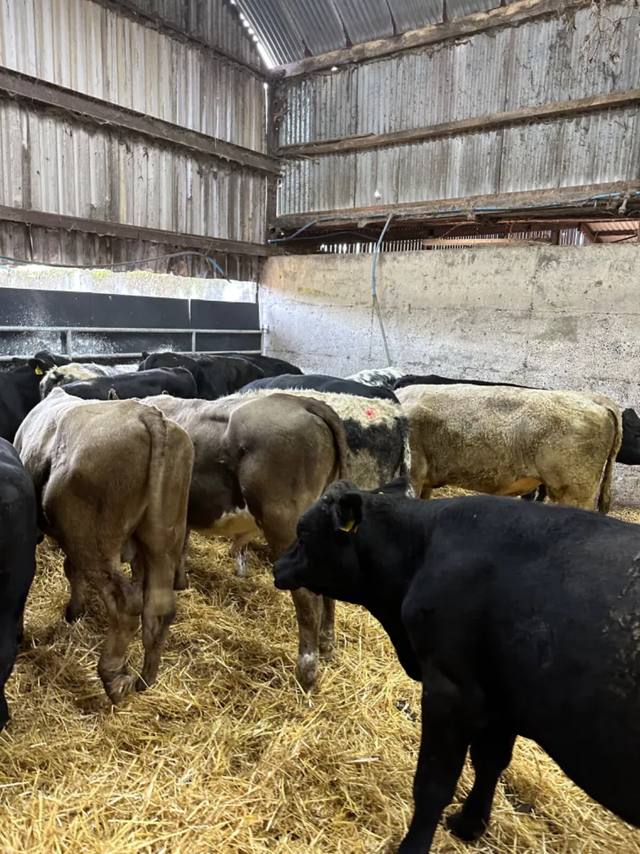 Angus blue and Charolais bulls - Image 3