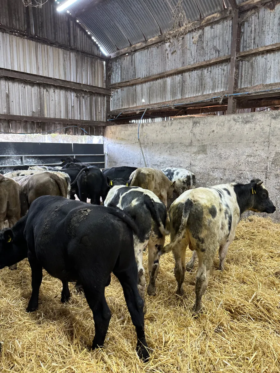 Angus blue and Charolais bulls - Image 2