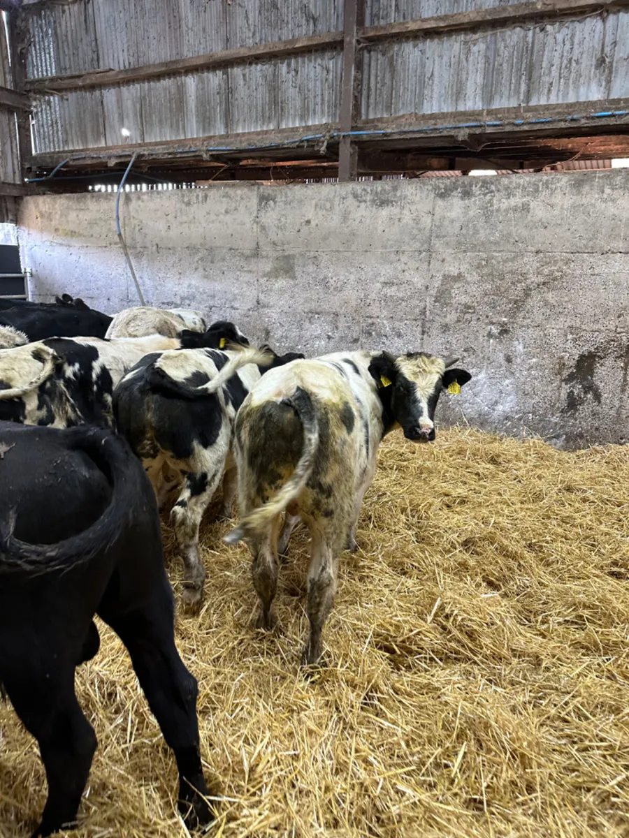 Angus blue and Charolais bulls - Image 4