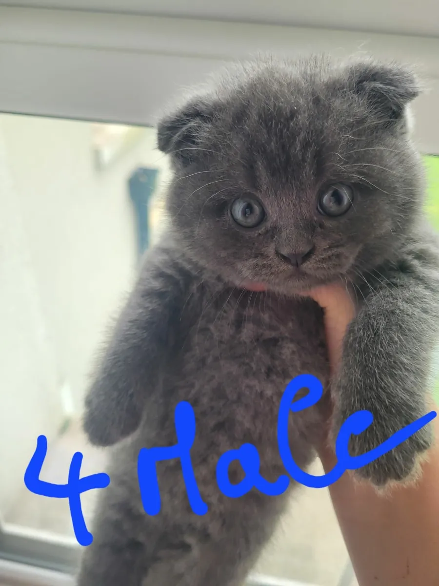 Scottish fold/ british-shorthair kittens - Image 4
