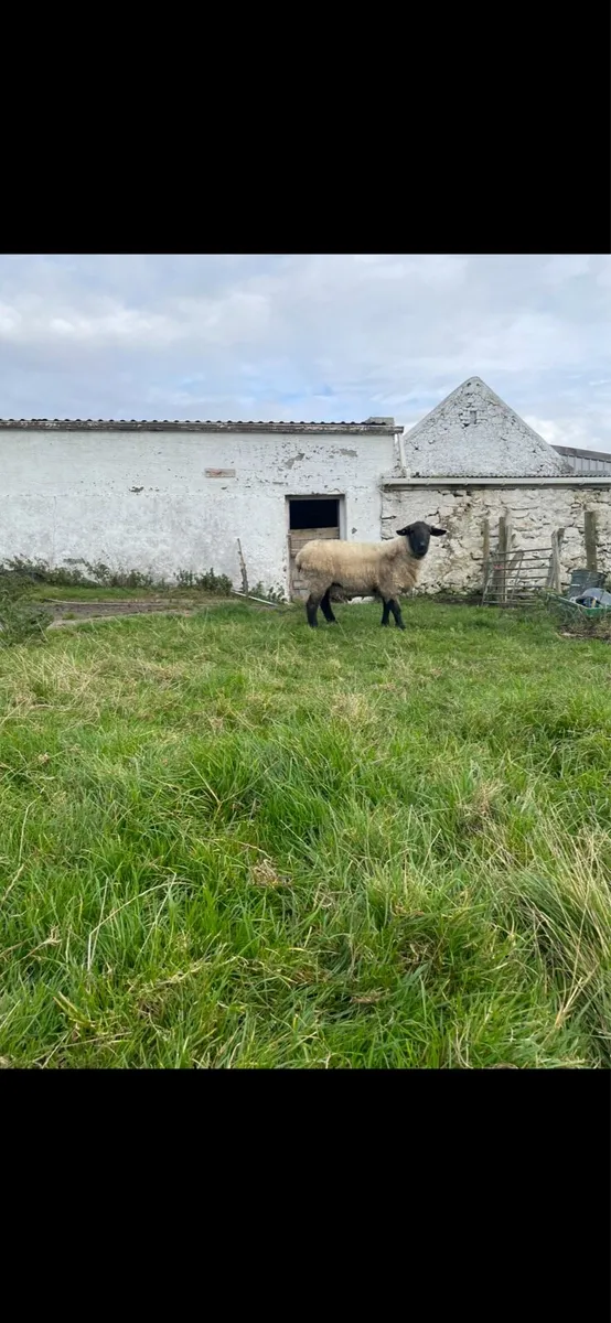Suffolk ram - Image 2