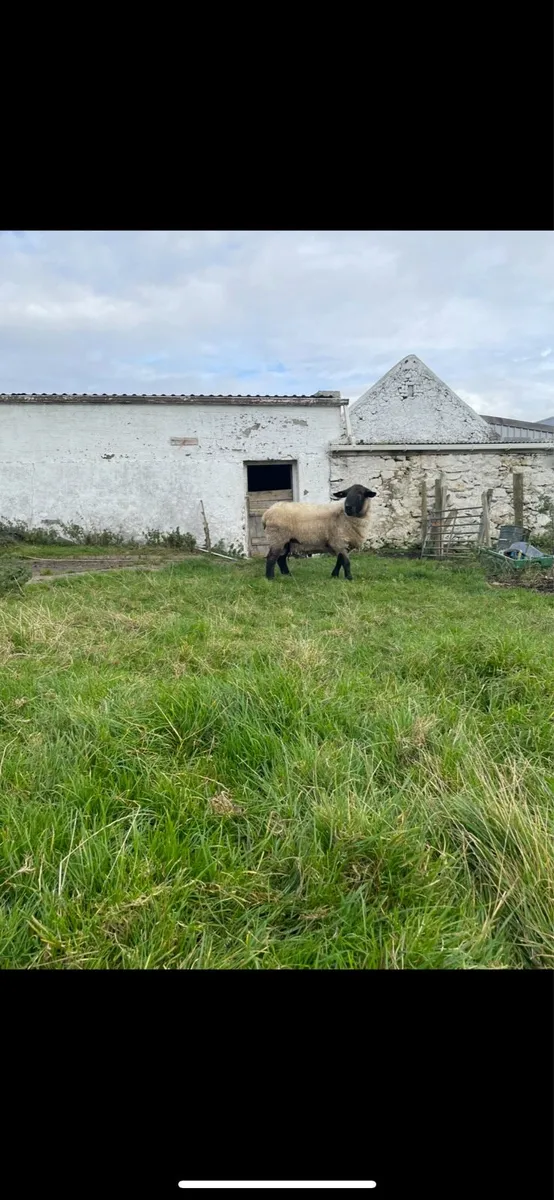 Suffolk ram - Image 3
