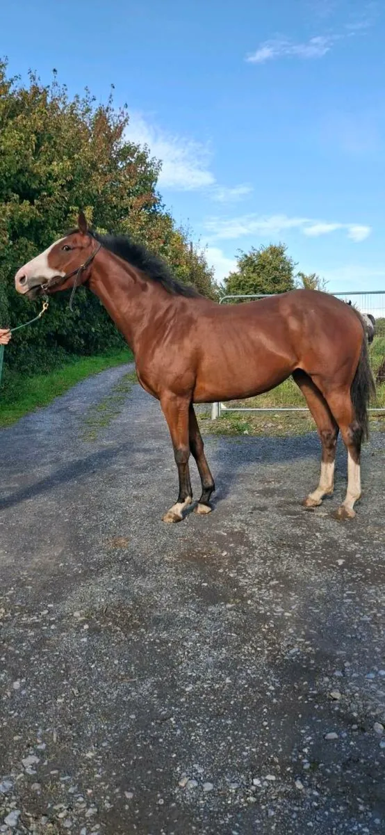 Thoroughbred Filly - Image 1