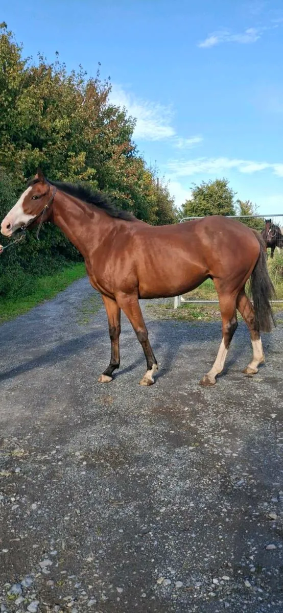 Thoroughbred Filly - Image 2