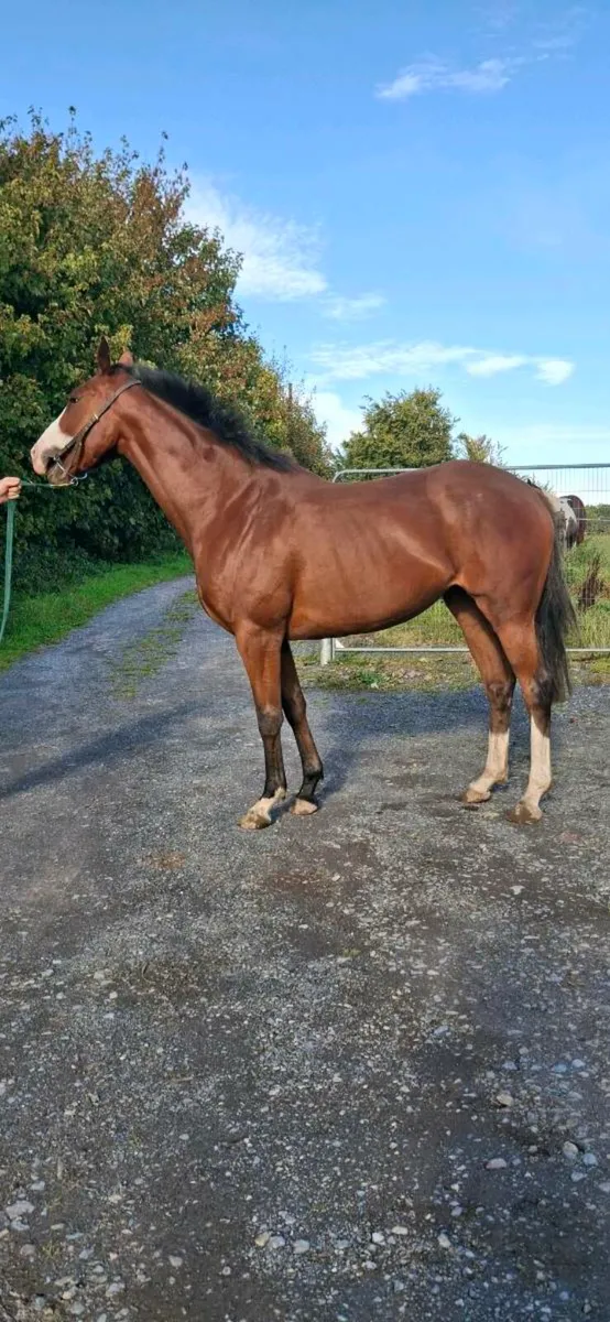 Thoroughbred Filly - Image 3