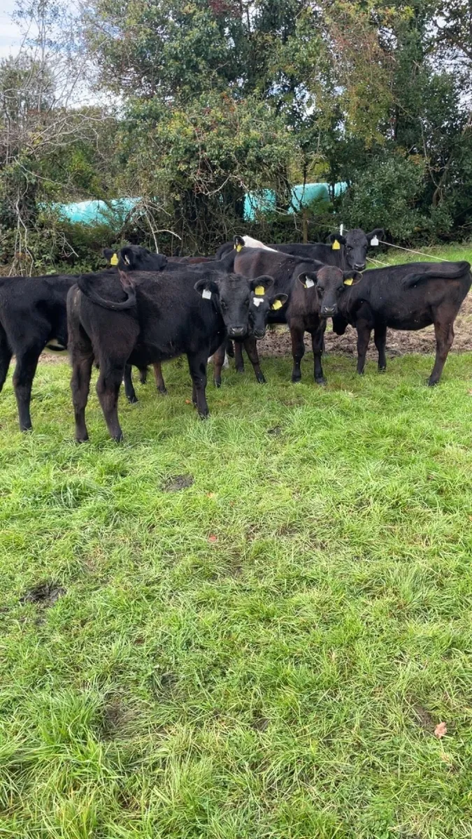 Calves - Image 2