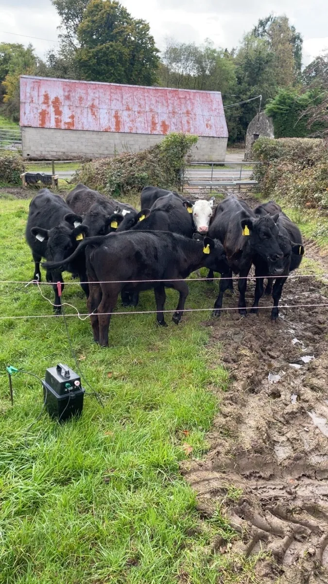 Calves - Image 3